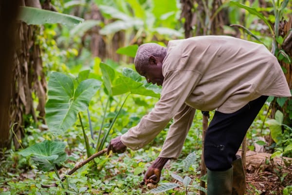 Reaching Ivorian Farmers through CATI An Ivorian farmer harvesting a coco yam