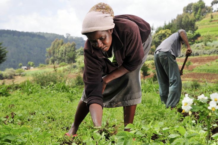 A female Kenyan farmer working on her family