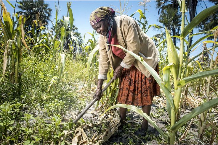 Female Botswana Farmer A female Botswana farmer clearing her farmland