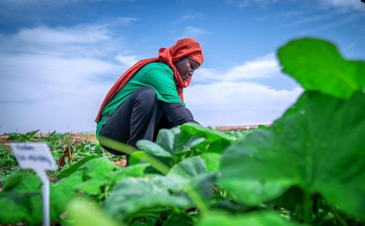 Female Cameroonian farmer A female farmer checking her plants