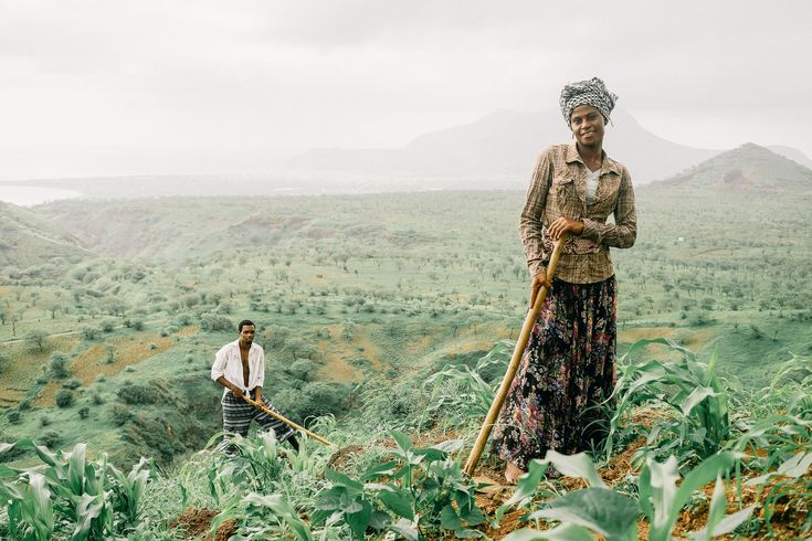 Cape Verdean farmers Farmers working in a corn farm in Cape Verde