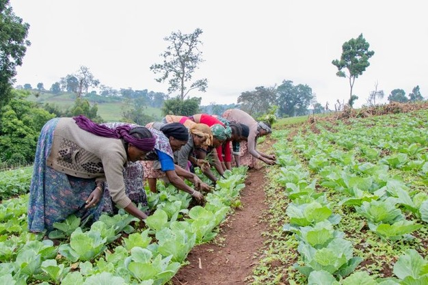 Female Central African farmers A female farmers tending a farm