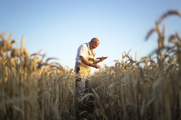 A Comorian farmer A farmer tending his crop using a device