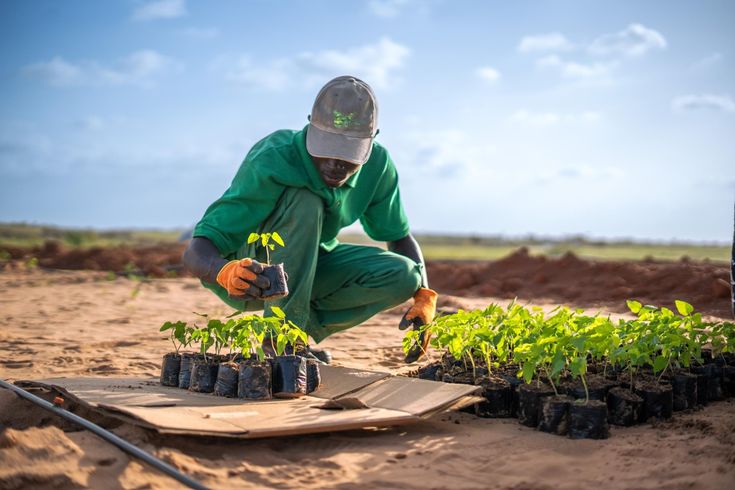 Djibouti farmer A farmer planting crops