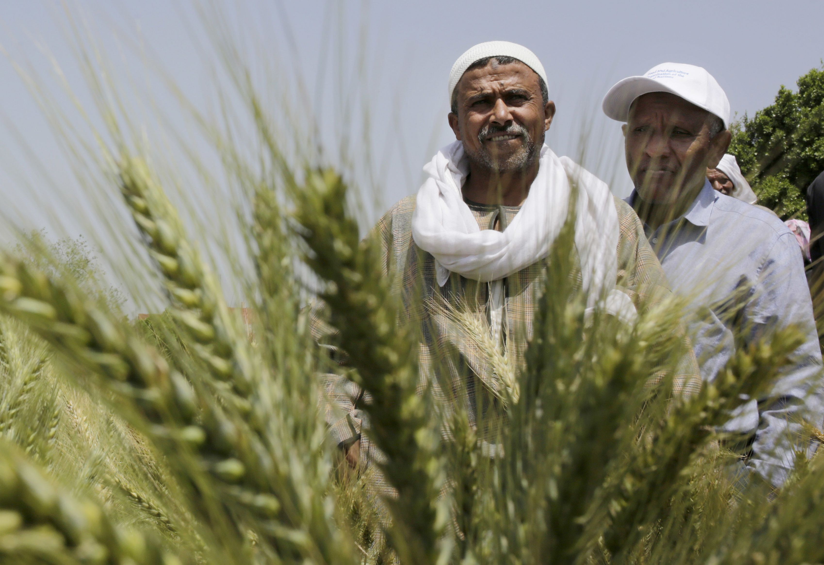 An Egyptian farmer An Egyptian farmer