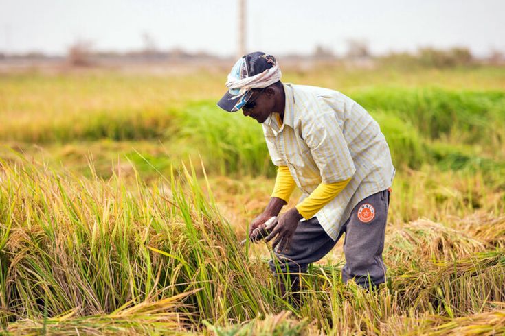 A Senegalese Farmer A Senegalese farmer working on farm