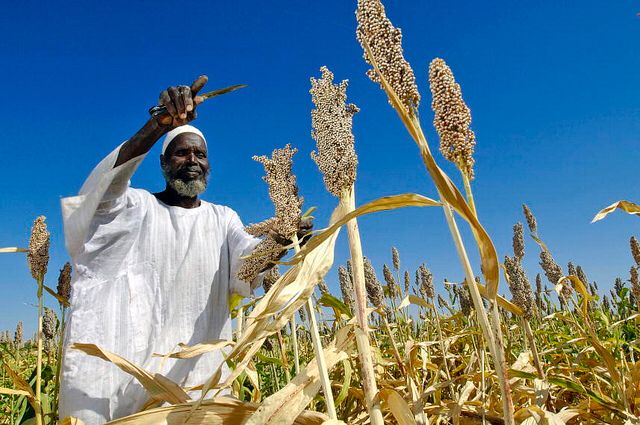 Reaching Sudanese Farmers through CATI Farmer harvesting grains