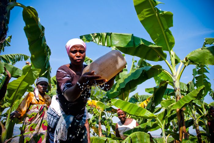 Female farmers in Burundi female Burundian farmers
