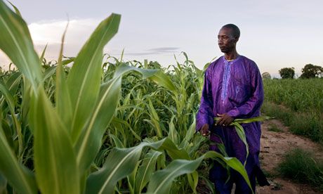 Gabon Farmer A farmer inspecting his corn farm in Gabon