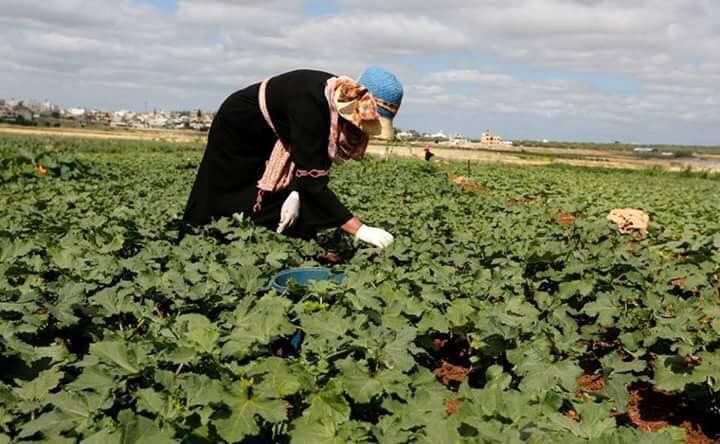 A Libyan farmer planting