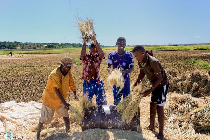 A group of Madagascar farmers milling rice grains