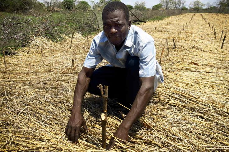 Malawian Farmer A Malawian farmer adapting to climate change