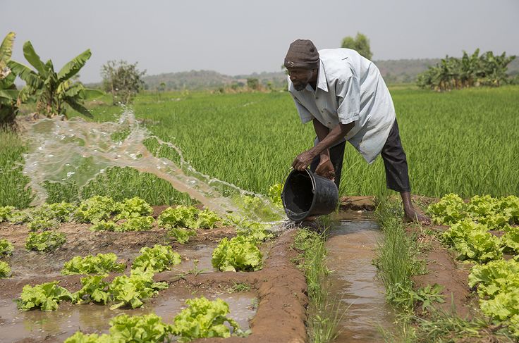 Reaching Malian Farmers through CATI A local Malian farmer watering his plants