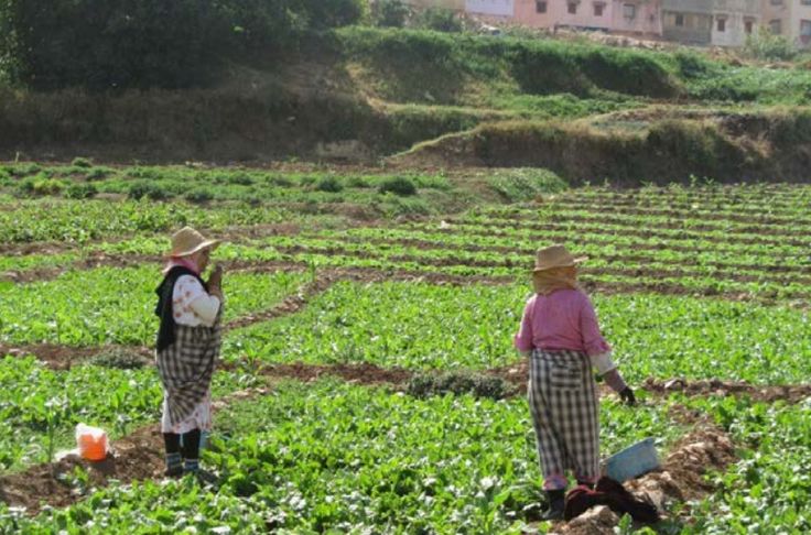 Female Moroccan farmers