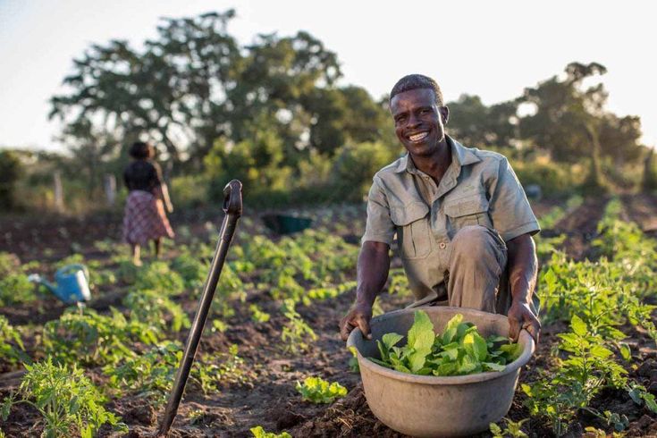 Reaching South African Farmers through CATI A local farmer harvesting crops