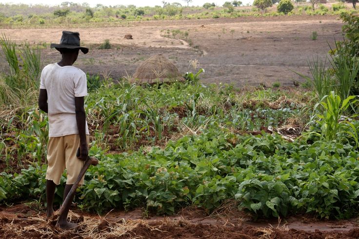 A Togolese farmer