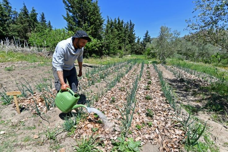 A Tunisian farmer organically watering his plants