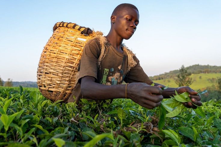 Reaching Ugandan Farmers through CATI A farmer tending his farm